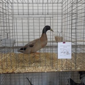 Meet your Posher, Sue